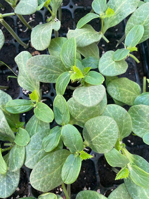 衢州嫁接黄瓜苗厂 黄瓜育苗场