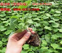 【黄瓜种苗】黄瓜种苗最新报价/企业名录/热卖促销/产品库 - 阿土伯网移动版