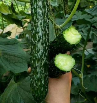 泗水育嫁接黄瓜苗厂 兖州早春德瑞特黄瓜苗基地