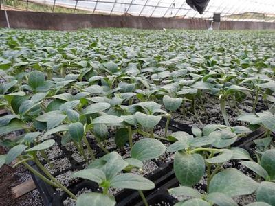 黑河嫁接黄瓜苗育苗厂-定育
