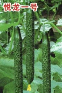 悦龙一号-嫁接黄瓜苗_农副产品_世界工厂网