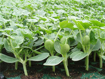 【武冈嫁接黄瓜苗甜瓜苗批发商黄瓜苗报价刘超育苗中心】价格,厂家,农作物种子种苗