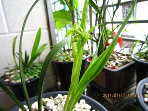 夏皇成长日记之一 长扭叶苗 开花过程篇 30多图