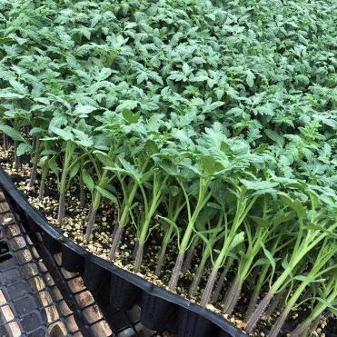 杭州黄瓜苗强雌 桐庐育秋延黄瓜苗品种