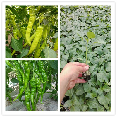 杭州育苗基地出售黄瓜苗 嫁接黄瓜苗