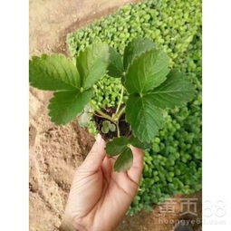 【宁峰草莓苗价格报表】- 