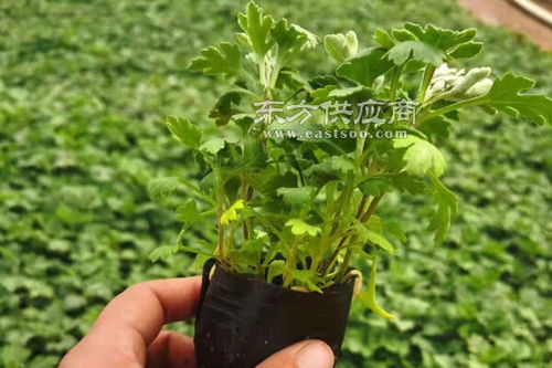 湖南地被菊营养钵苗图片