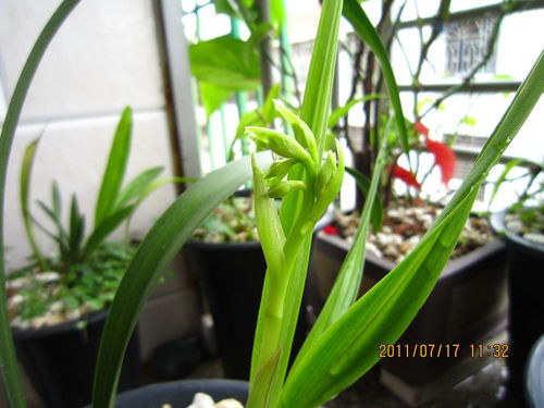 夏皇成长日记之一 长扭叶苗 开花过程篇 30多图