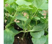 嫁接黄瓜苗热卖促销