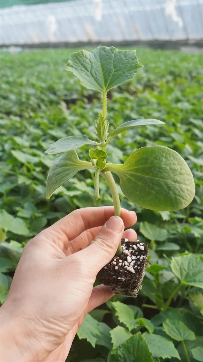 黄瓜苗,适宜多种环境种植,易移栽 #嫁接黄瓜苗 #东营黄瓜苗
