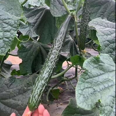 新乡黄瓜苗苗厂哪有 嫁接黄瓜苗品种