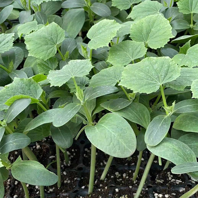 武汉嫁接旱黄瓜苗 旱黄瓜育苗基地