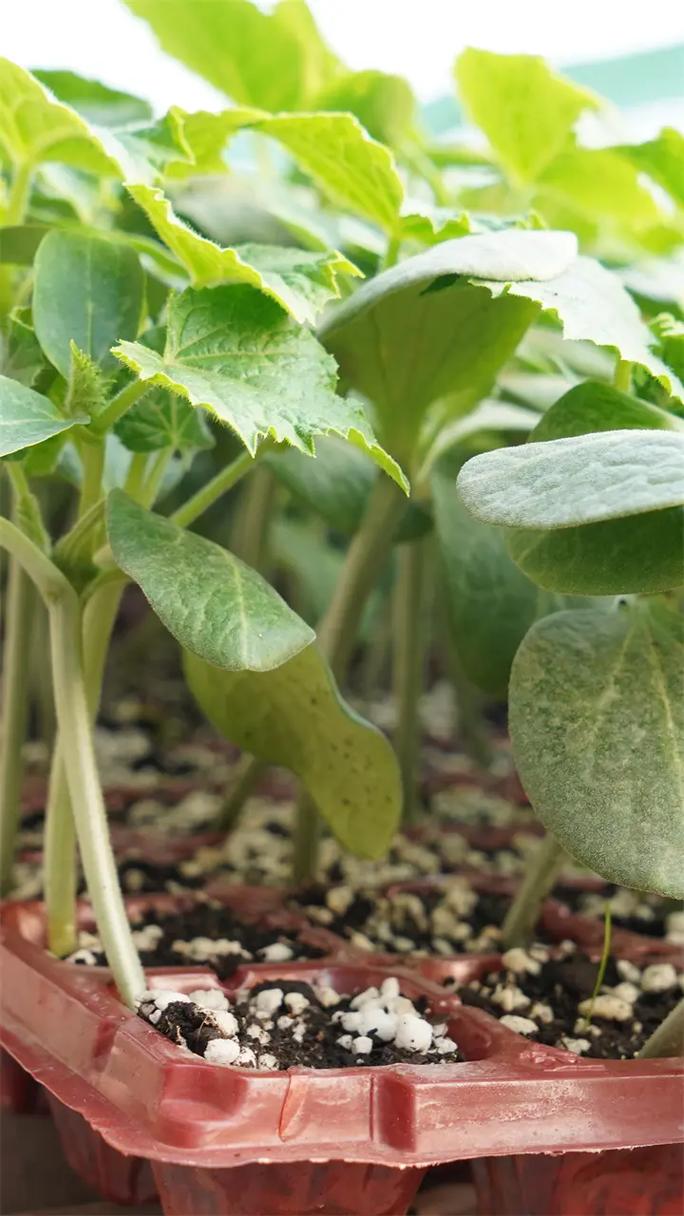 嫁接黄瓜苗,植株旺盛,连续结瓜能力强 #嫁接黄瓜苗 #黄瓜苗