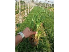 江苏利明潜孔锤快速钻井队产品展示