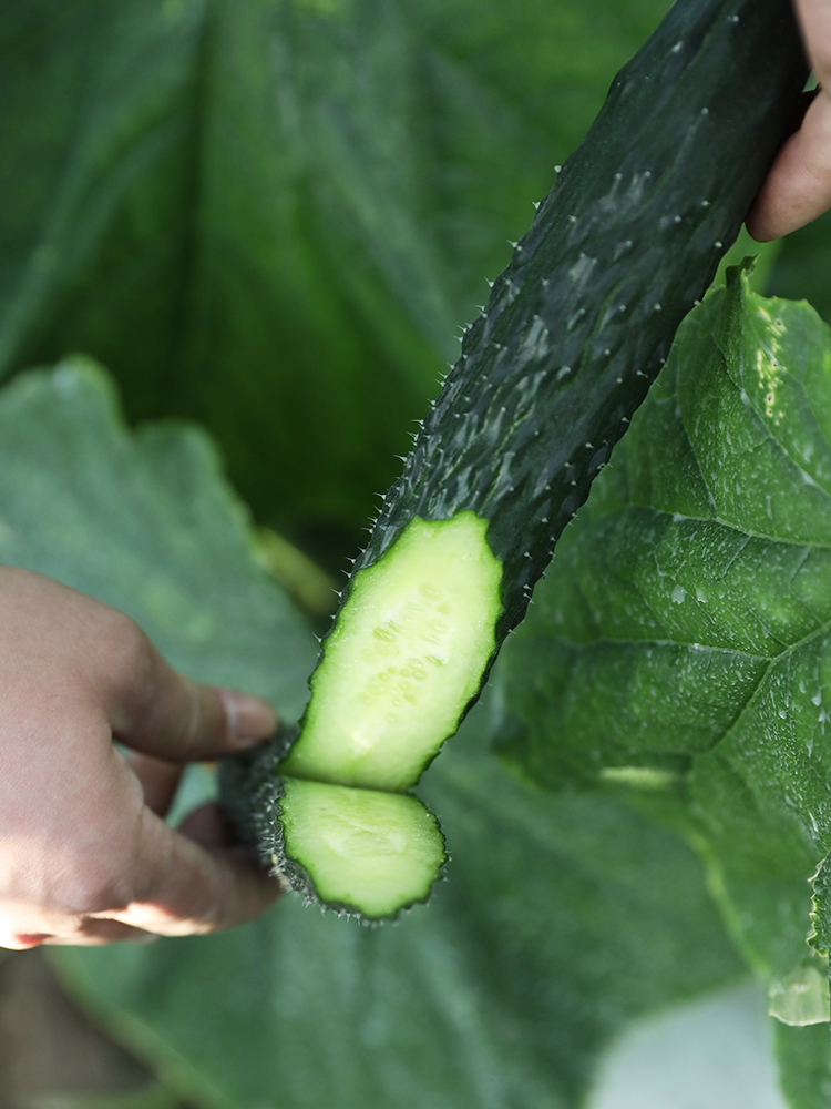 高产大黄瓜种籽苗阳台盆栽四季菜青瓜苗孑子秧苗种子夏季嫁接秧
