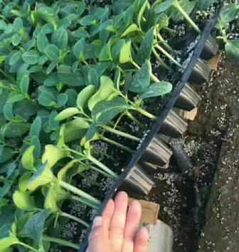 长春卖黄瓜苗基地 育嫁接黄瓜种苗厂