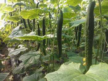 嫁接黄瓜苗选ax种苗 丰收的源泉 致富的桥梁