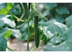 日照嫁接小黄瓜苗 嫁接抗病黄瓜苗_中国贸易网