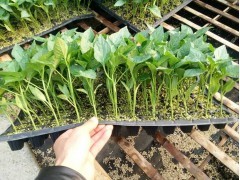 寿光嫁接黄瓜苗哪里的好