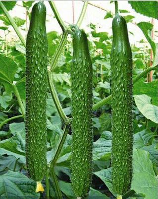 苏州黄瓜种苗基地 供应嫁接黄瓜苗市场好