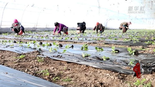 千城百县看中国 吉林白城 大棚育苗忙 蔬 写新希望