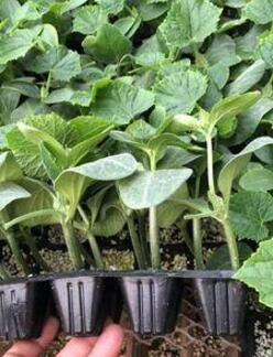 庐江育嫁接黄瓜苗厂家,青阳油亮密刺黄瓜苗产量高2022