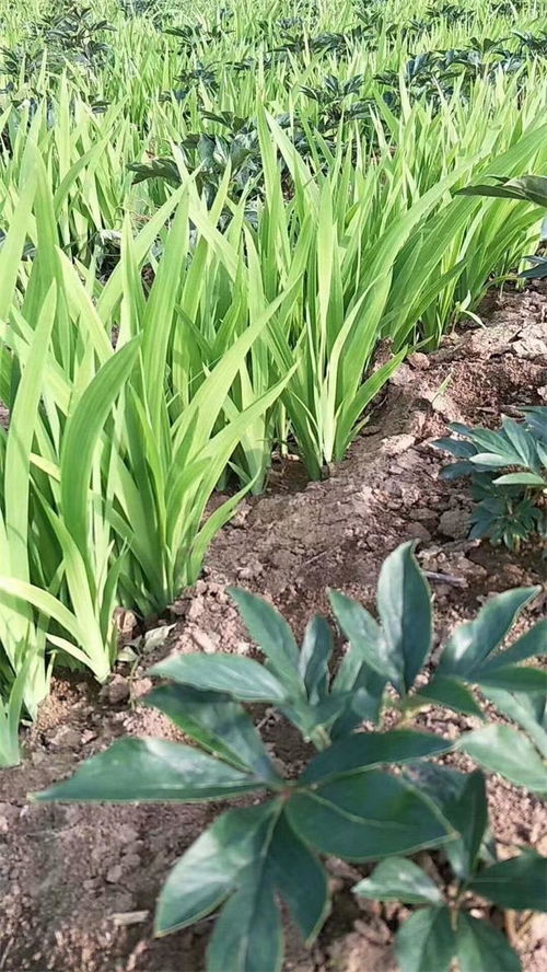 射干苗价格 沧州射干苗 亳州市凡一药材合作社 查看 高清图片 高清大图