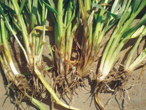 小麦病虫害什么时间防治最佳 农民不用愁了, 总体防治关键技术全在这