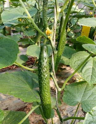 [黄瓜苗批发]山东聊城莘县黄瓜苗 0.60元/棵优质黄瓜苗,免费 _ 一亩田