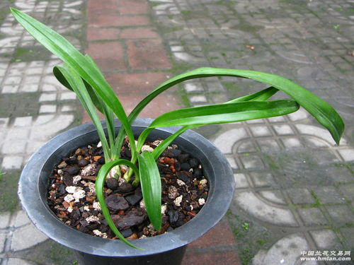 建兰精品 集六艺于一身的晶龙奇蝶 3苗