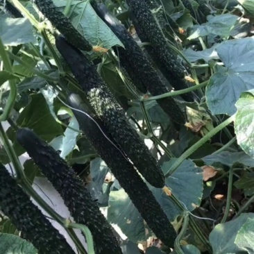 [未来103黄瓜苗批发]山东潍坊寿光市黄瓜苗 0.70元/棵嫁接 _ 一亩田