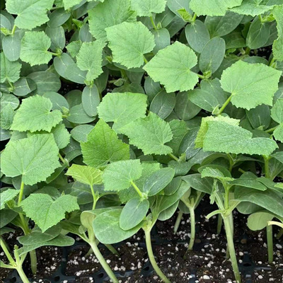 恩施嫁接黄瓜苗 供应苗厂