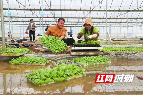 湖南新田 育苗大棚移栽忙 组图