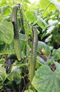 邯郸 黄瓜的前世今生 馆陶黄瓜的故事