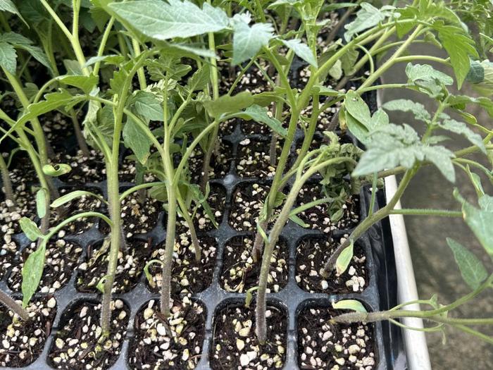 【高质量发展调研行】贵州黄瓜苗“突围记”