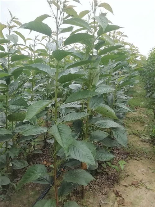 红冠当年苗报价产品介绍,苏港苗木公司