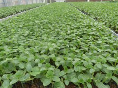 嫁接黄瓜苗 廊坊黄瓜苗_中国贸易网