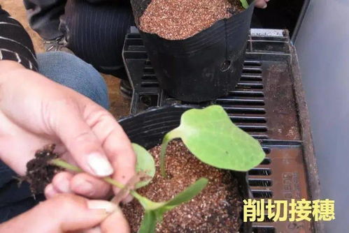 贴接 顶芽插接 靠接,一文搞懂黄瓜育苗三大嫁接技术