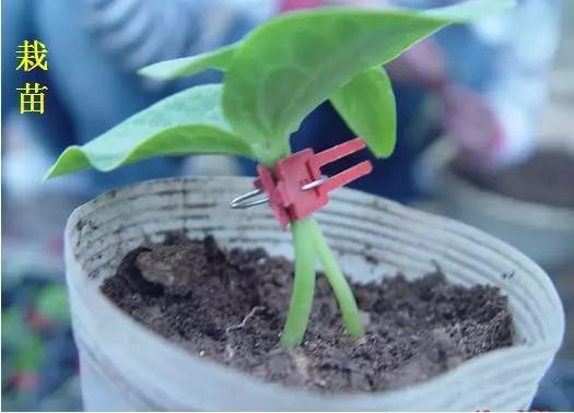 黄瓜怎么嫁接 黄瓜嫁接的优点及技术详解