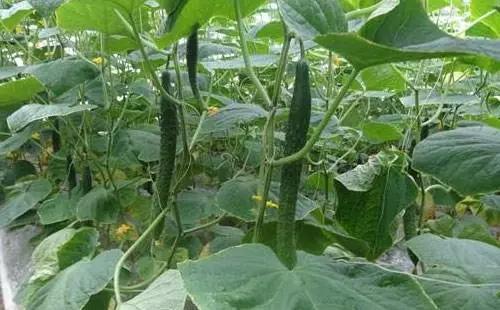 黄瓜弯瓜原因有哪些原因 一起了解下