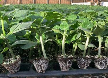 2022深泽旱黄瓜苗厂 高邑育耐热黄瓜嫁接苗越夏品种