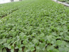 潍坊黄瓜苗 嫁接黄瓜苗_中国贸易网