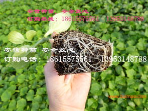 批发黄瓜苗,安信种苗厂家直销,质量有保证 ,批发黄瓜苗,安信种苗厂家直销,质量有保证 生产厂家,批发黄瓜苗,安信种苗厂家直销,质量有保证 价格