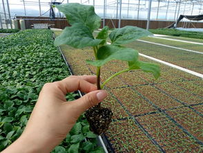 西安茄子苗育苗厂 嫁接茄子苗