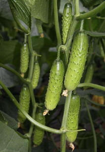 高效益 高产量,旱黄瓜栽培管理