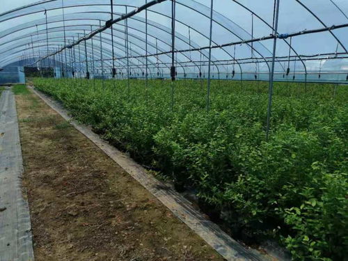 2021欢迎访问 泸州江阳区蓝丰蓝莓苗营养杯苗 股份集团