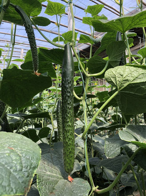 【黄瓜种苗 越夏耐热 粗把密刺强雌 油亮 嫁接黄瓜苗名扬1-8】