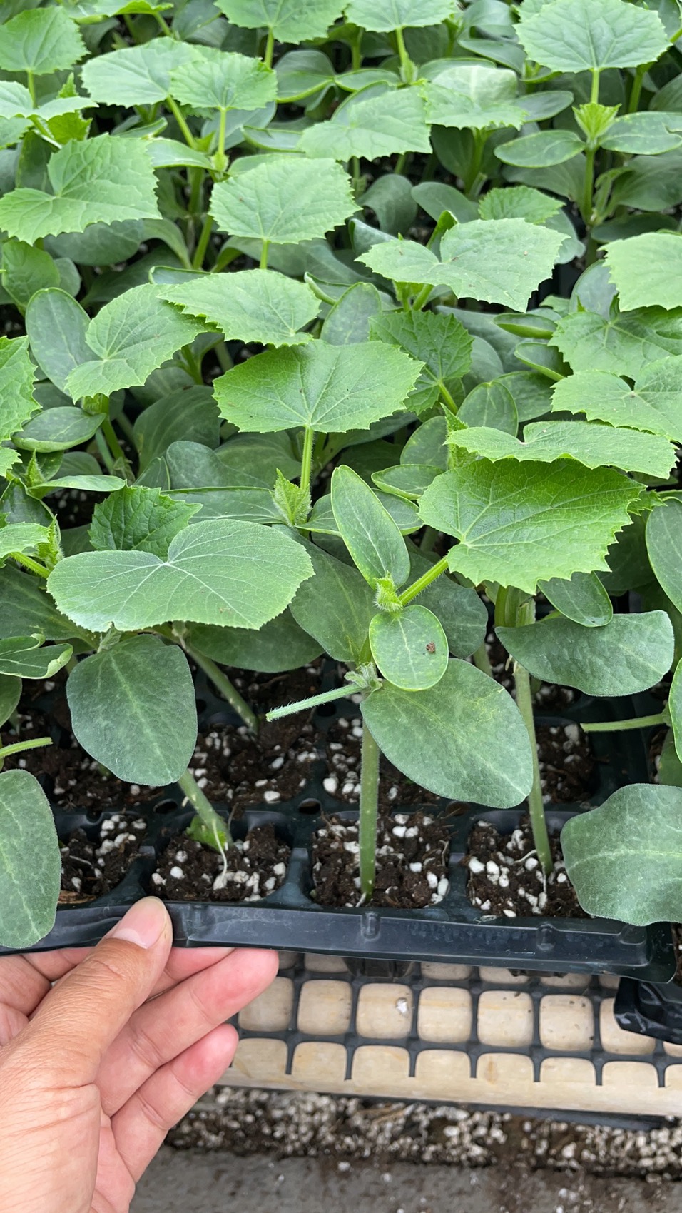 遂宁德瑞特100黄瓜苗 强雌嫁接黄瓜苗