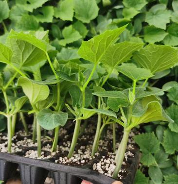 黄瓜苗 嫁接黄瓜苗 强雌 油亮型 绿肉