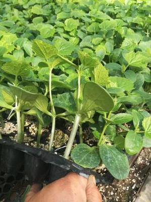 盘锦卖旱黄瓜嫁接苗\灯塔水果黄瓜苗育苗厂